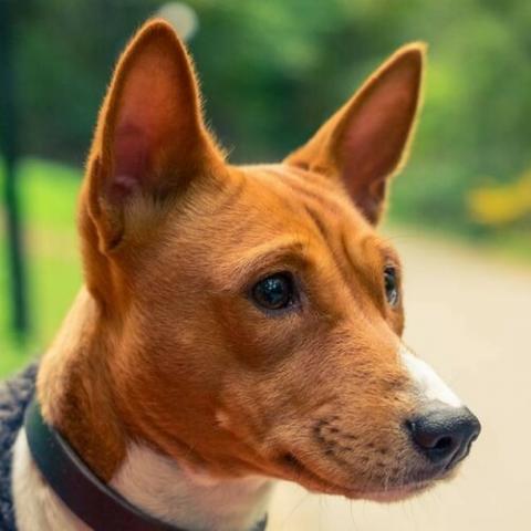 Basenji Dog Breed Info