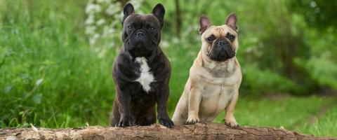 Fawn Pug and Black Pug outside on tree log