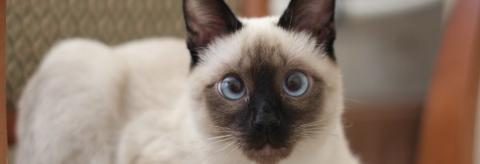 Siamese Cat Breed