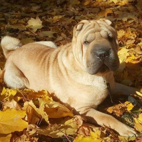 Chinese Shar-Pei Dog Breed Info