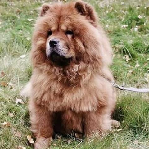 Chow Chow Dog Breed Info