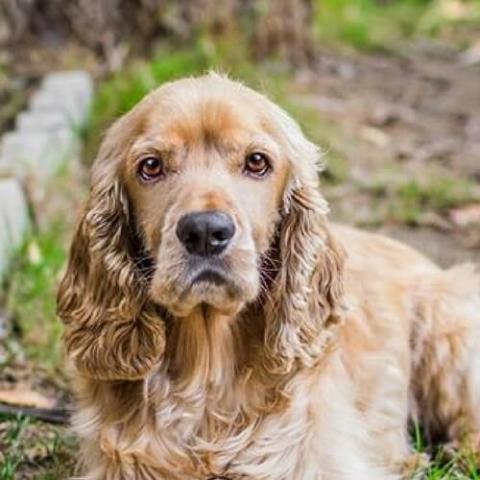 Cocker Spaniel Dog Breed Info