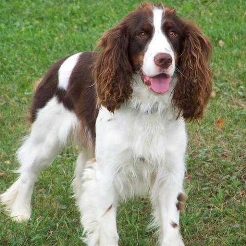 English Springer Spaniel Dog Breed Info