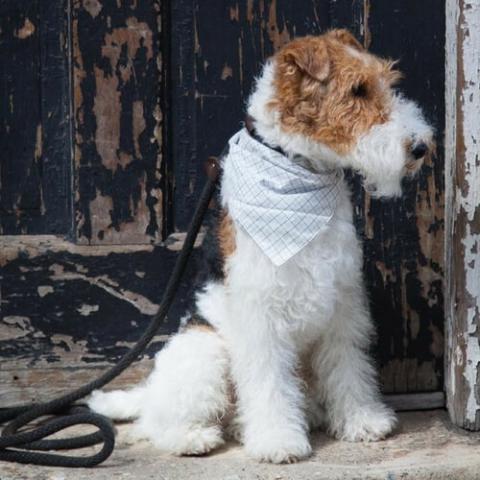 Wire Fox Terrier Dog Breed Info