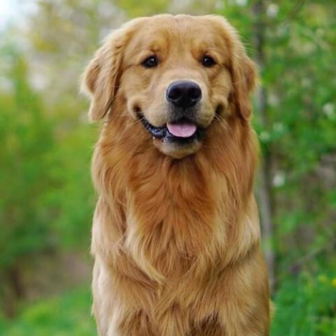 Golden Retriever Dog Breed Info