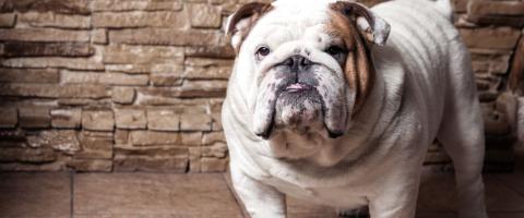 English Bulldog, GeniusVets breed library