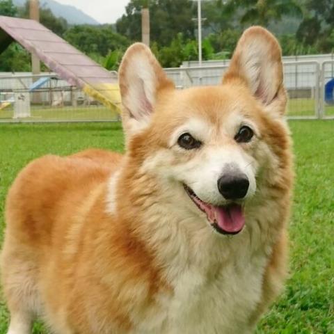 Pembroke Welsh Corgi Dog Breed Info