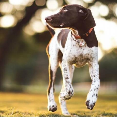 Pointer Dog Breed Info