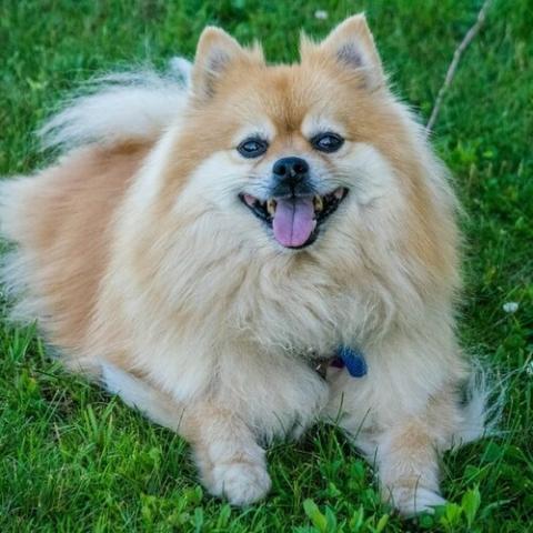 Pomeranian Dog Breed Info