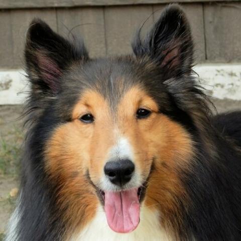 Shetland Sheepdog Dog Breed Info