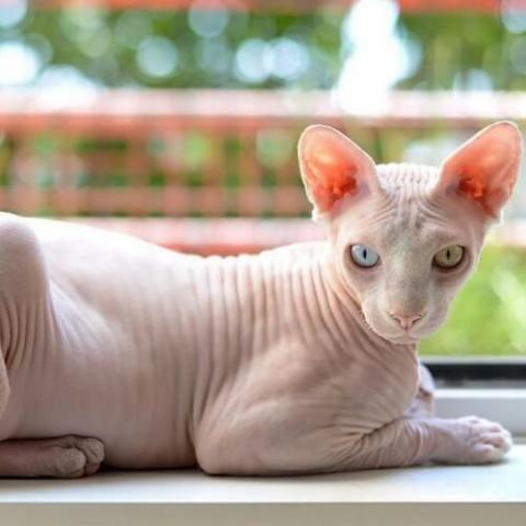 Sphynx Cat Breed Info