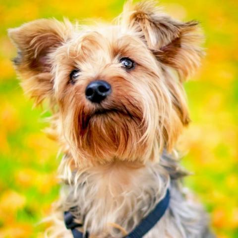 Yorkshire Terrier Dog Breed Info