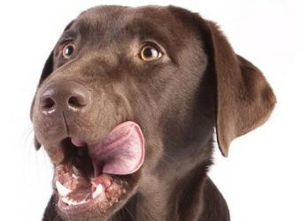 Is Uncooked Unhealthy? Things You Should Know Before Putting Your Pet on a Raw Food Diet