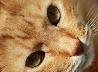 The Truth Behind 3 Common Kitty Myths