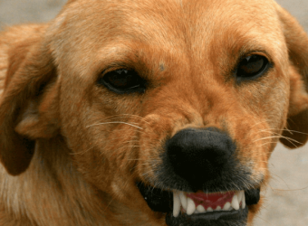 Dog Bite Prevention: 3 Things You Should Know