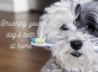 How to Brush Your Dog&#039;s Teeth