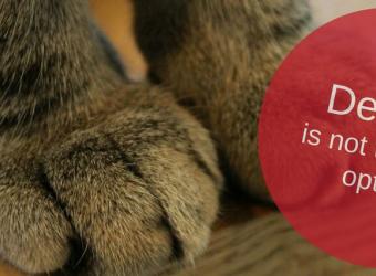 Why Cat DeClawing is Not a Good Idea