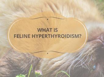 What is Feline Hyperthyroidism?