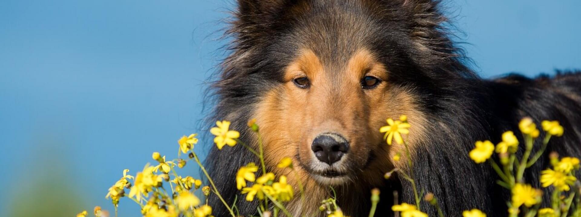 07-dog-flowers-allergies.jpg