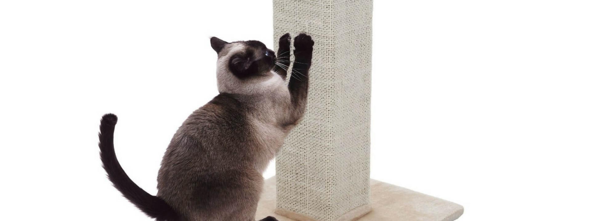 08-cat-scratching-post.jpg