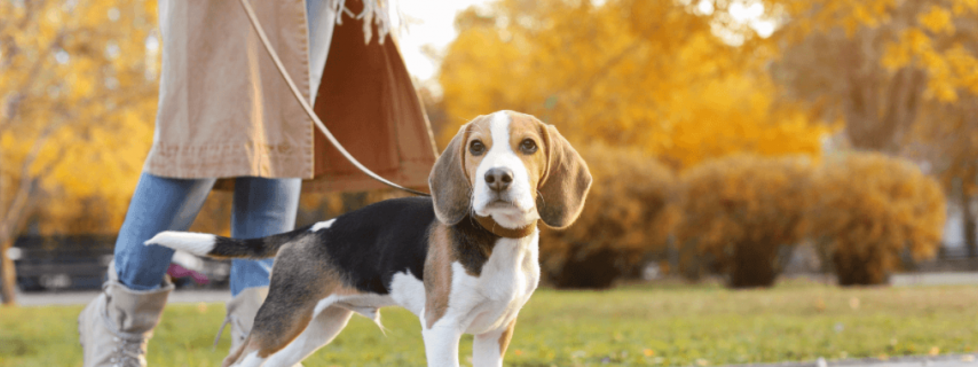 Dog Gone It! How to Master the Leash and Get a Polite Walker