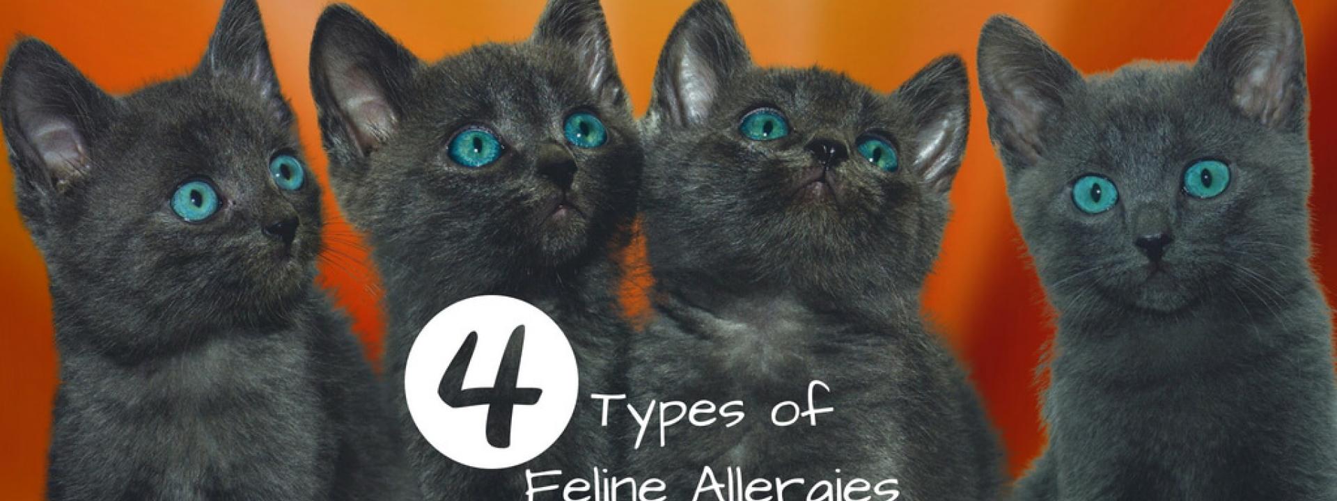 4-feline-allergies-blog.jpg