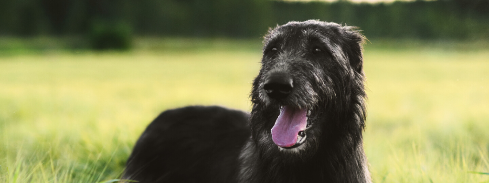 Irish Wolfhound standing in the field of wheat at summer sunset