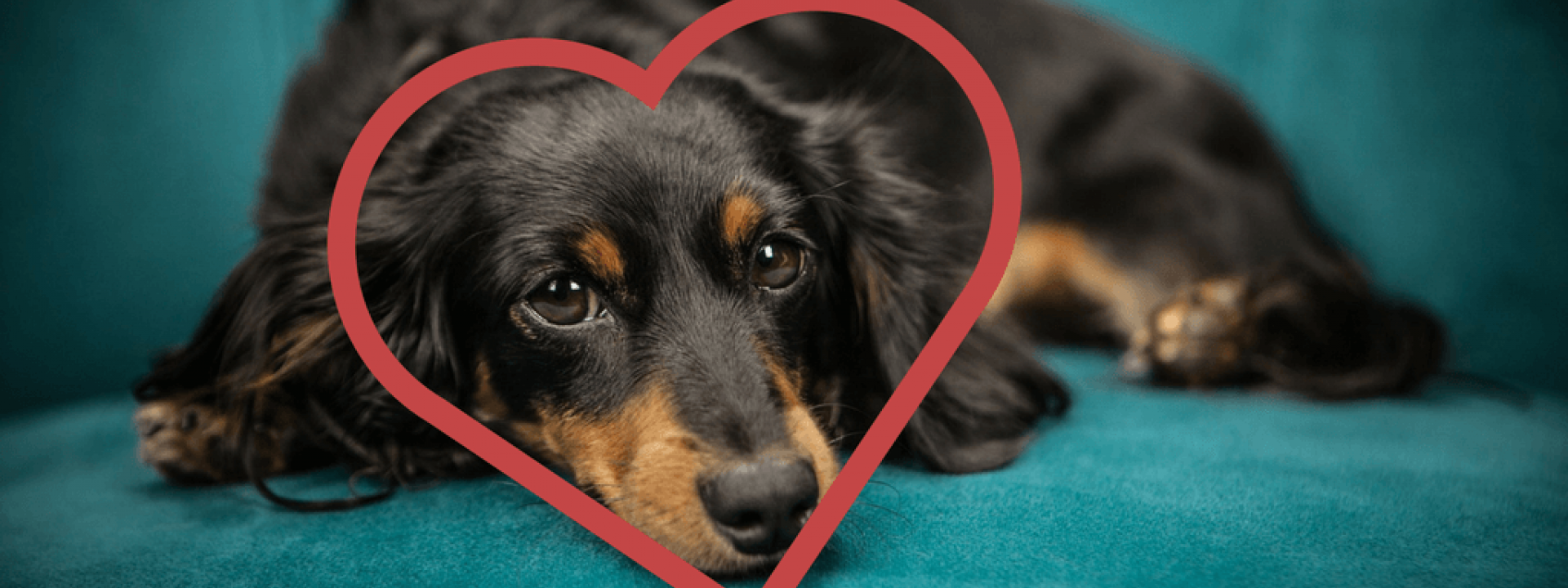 Dog-Cardiology-Blog-Header.png