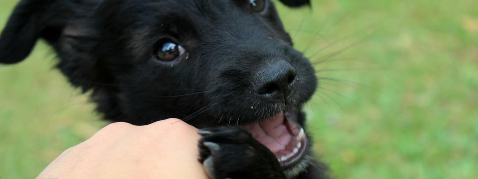 Puppy-Biting-Blog-Header.jpg