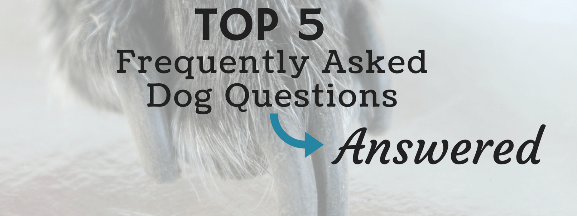 The Five Most Frequently Asked Dog Questions --Answered