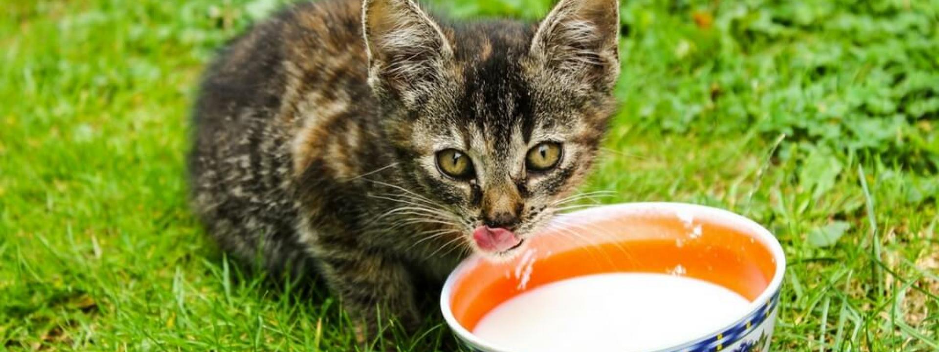 cats-and-cows-milk-Blog-Header.jpg