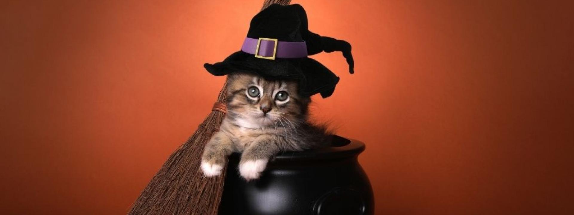 cute-cat-halloween.jpg