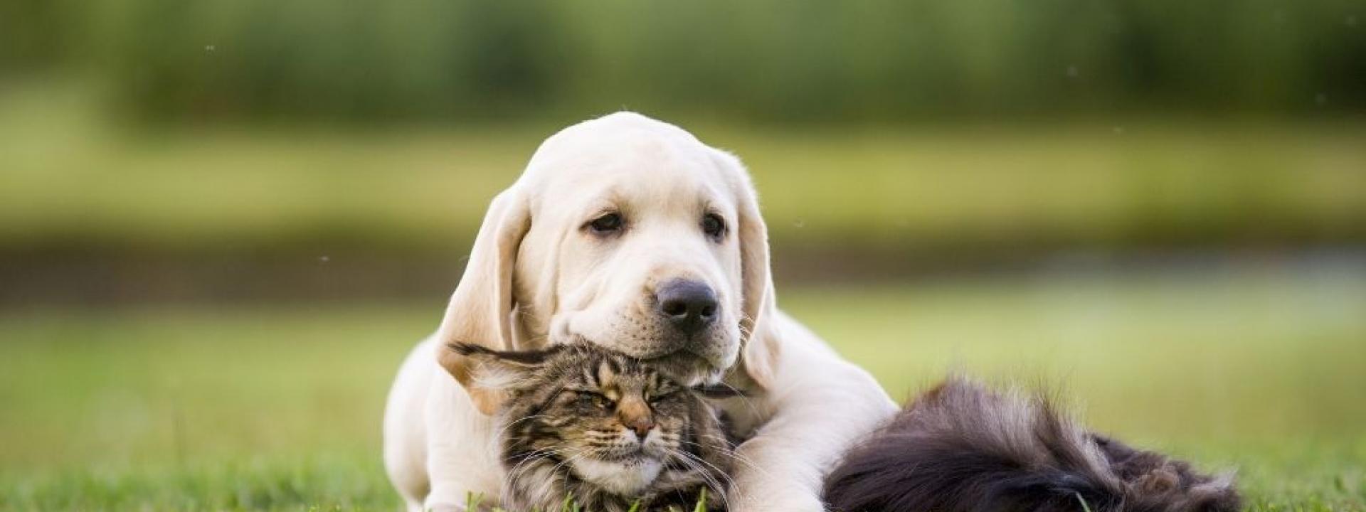 dog-cat-flea-tick-prevention.jpg