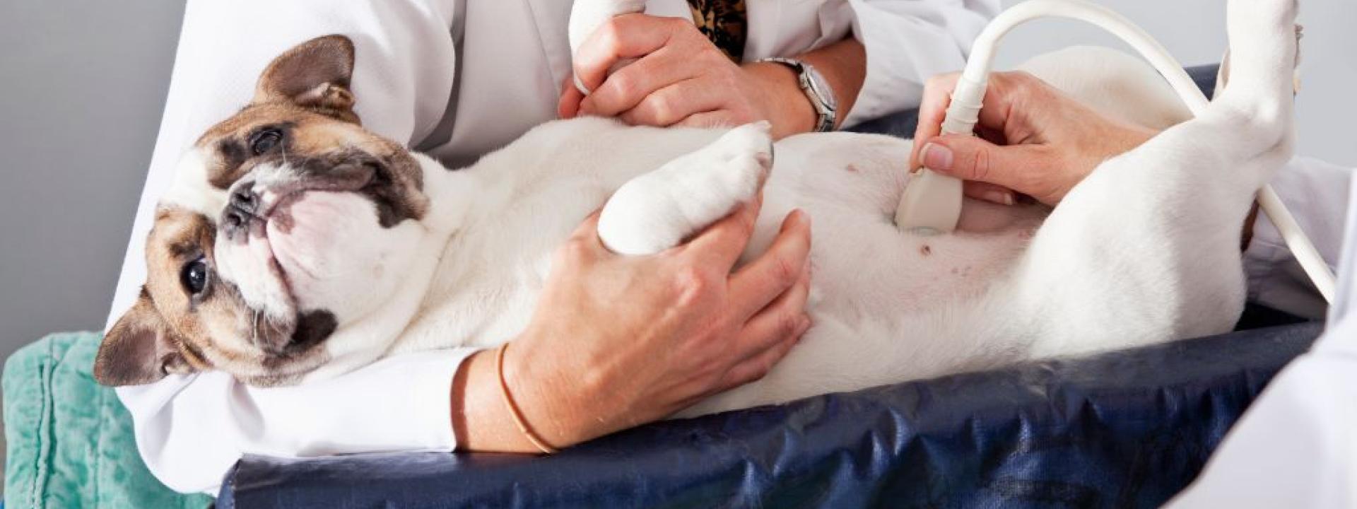 Frenchie having an ultrasound.