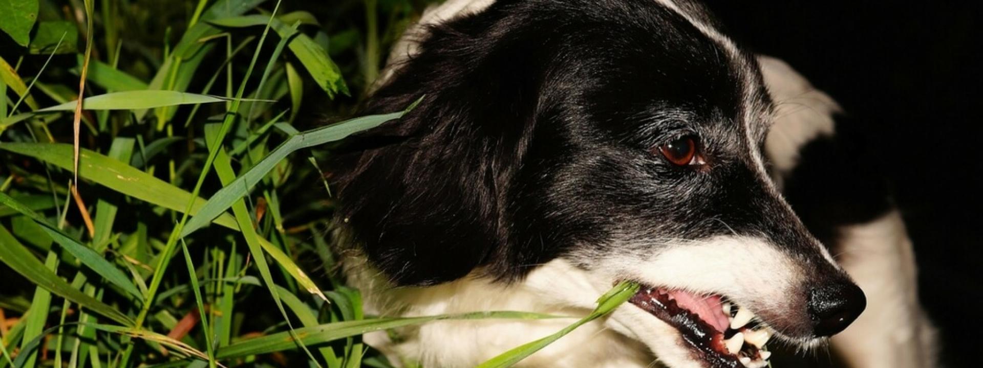 dogs-eat-grass-Blog-Header.jpg