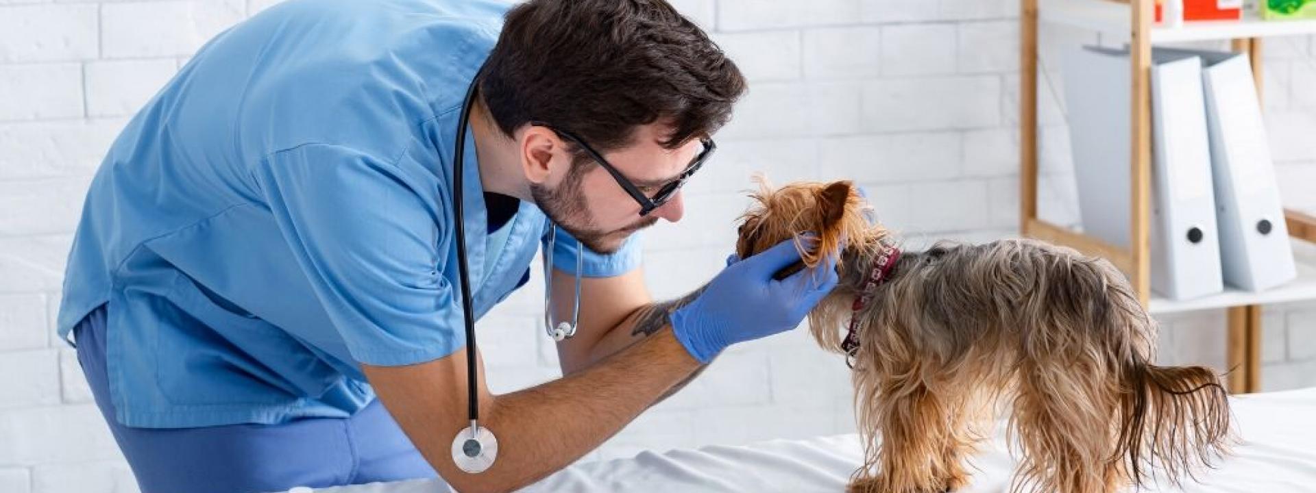 fear-free-veterinary-pets.jpg