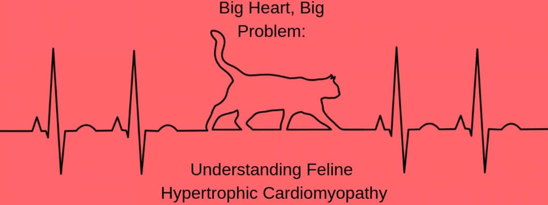 feline-HCM-blog-header.jpg