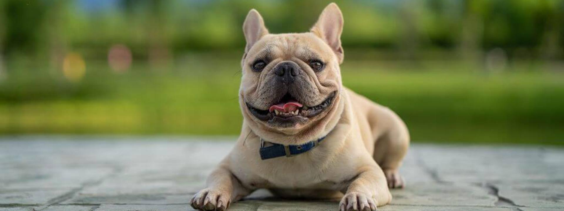 A french bulldog showing french bulldog breed characteristics.