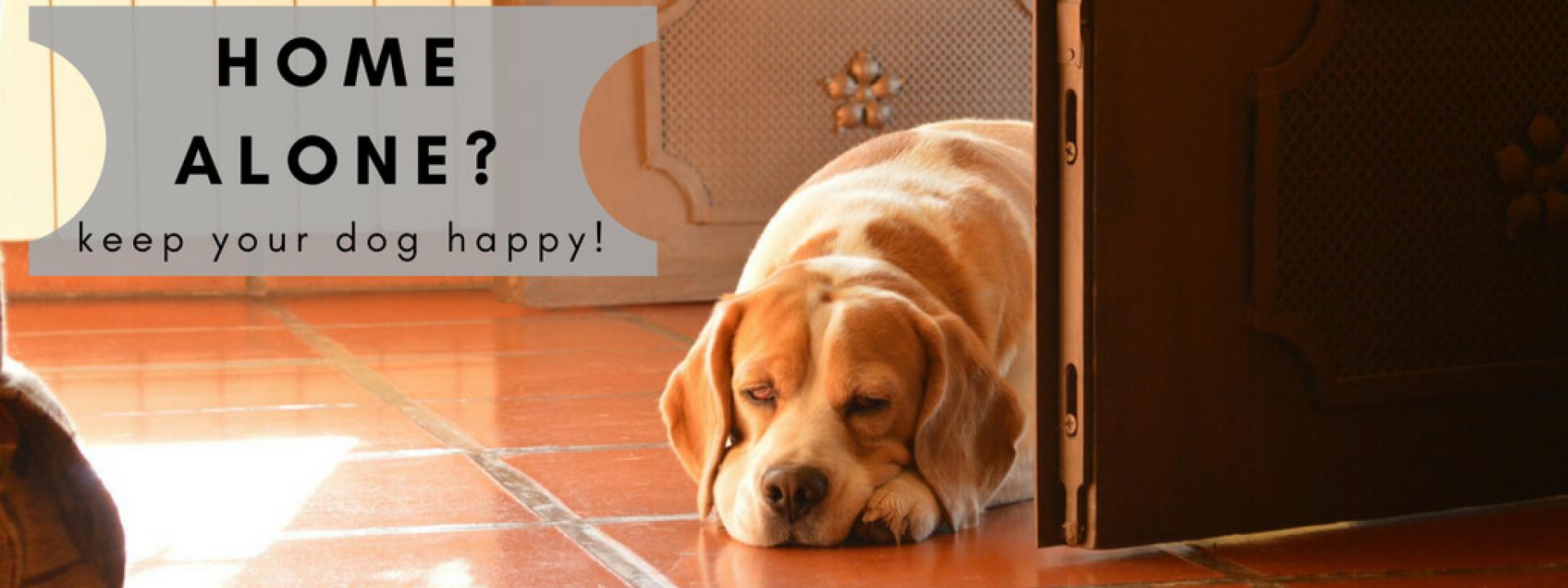 Home Alone? How to Keep Your Dog Happy