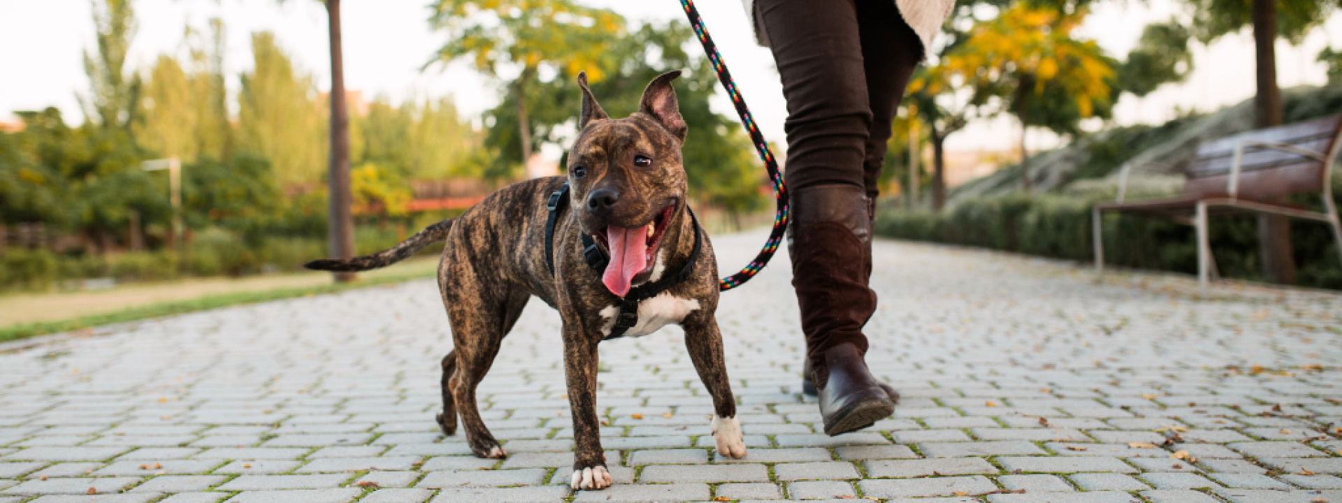 Pet owner walking dog