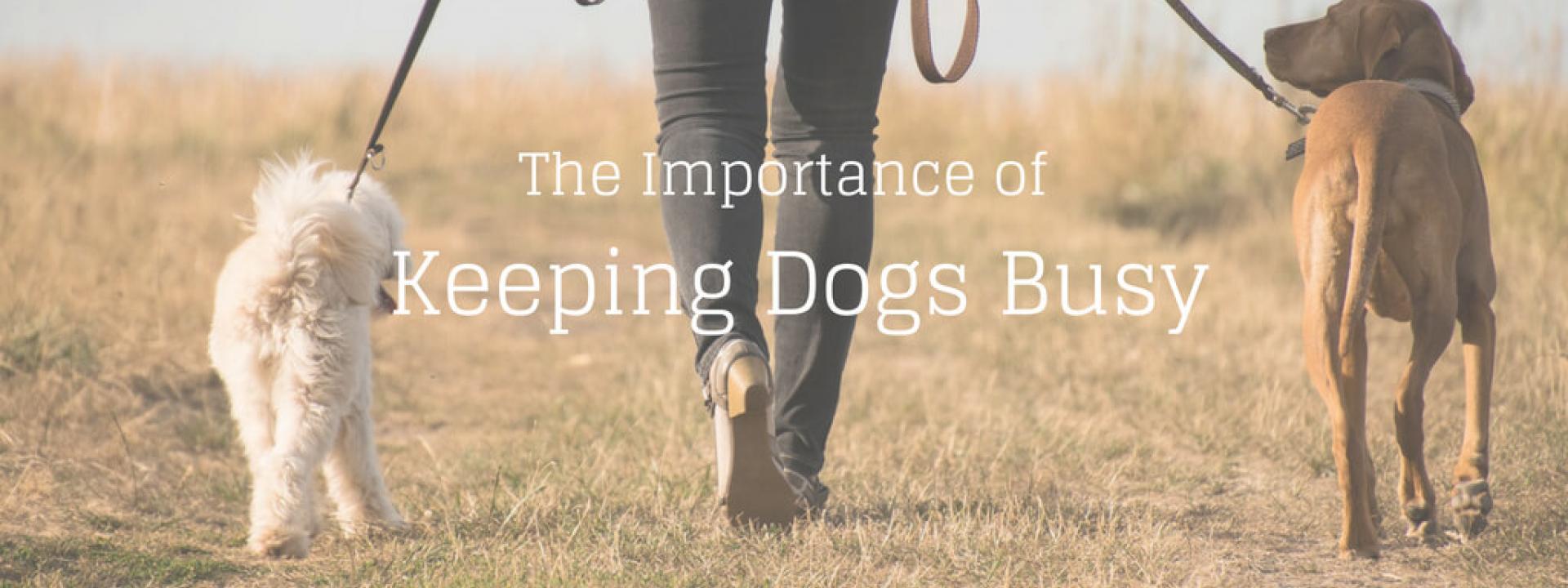 keep-dogs-busy-blog-header.jpg