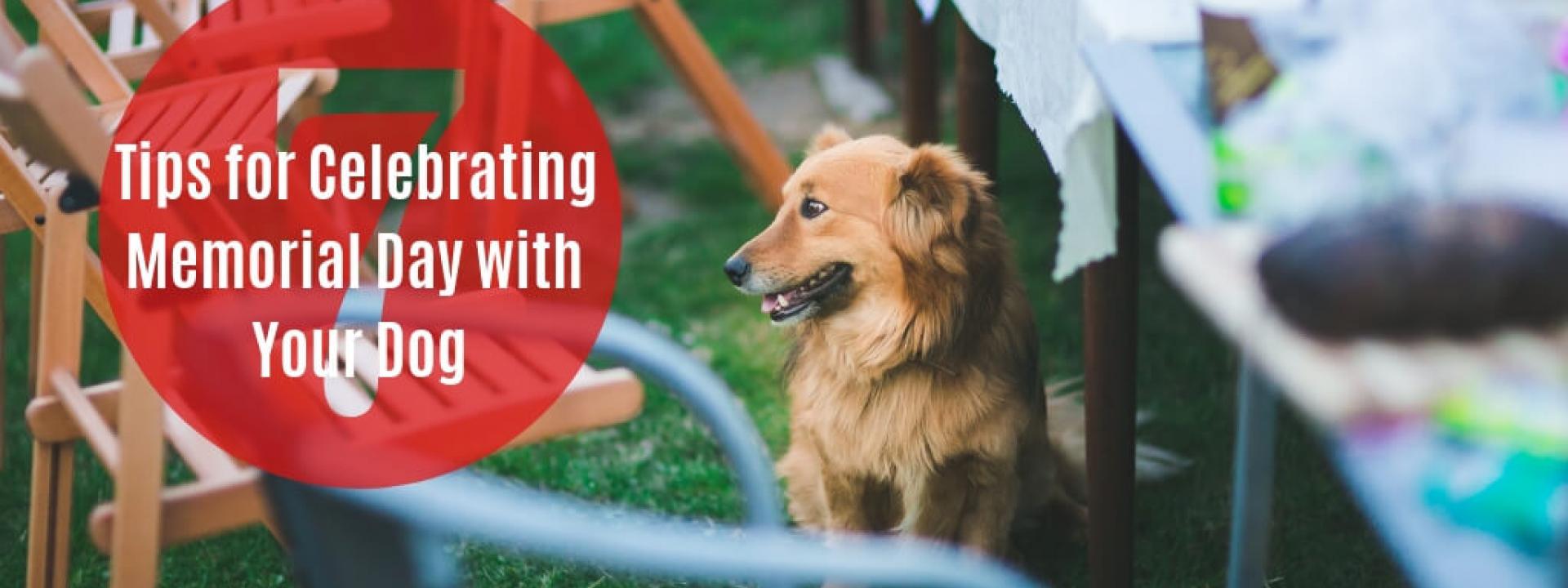 memorial-day-dog-safety-blog-header.jpg