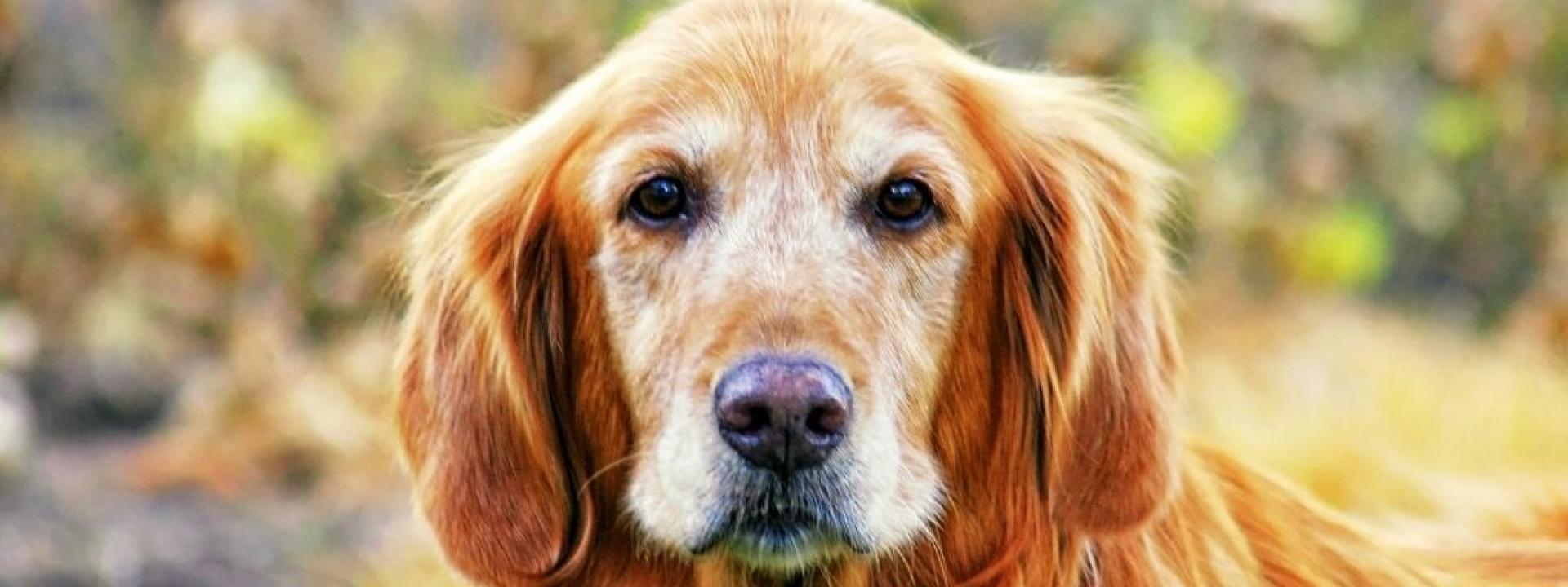 national-senior-pet-month-senior-dog.jpg