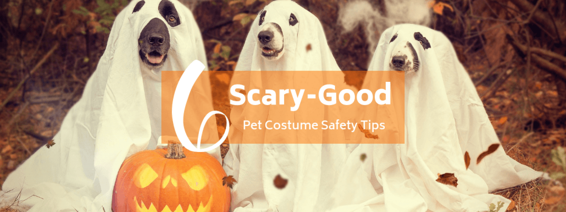 pet-costume-blog-header.png