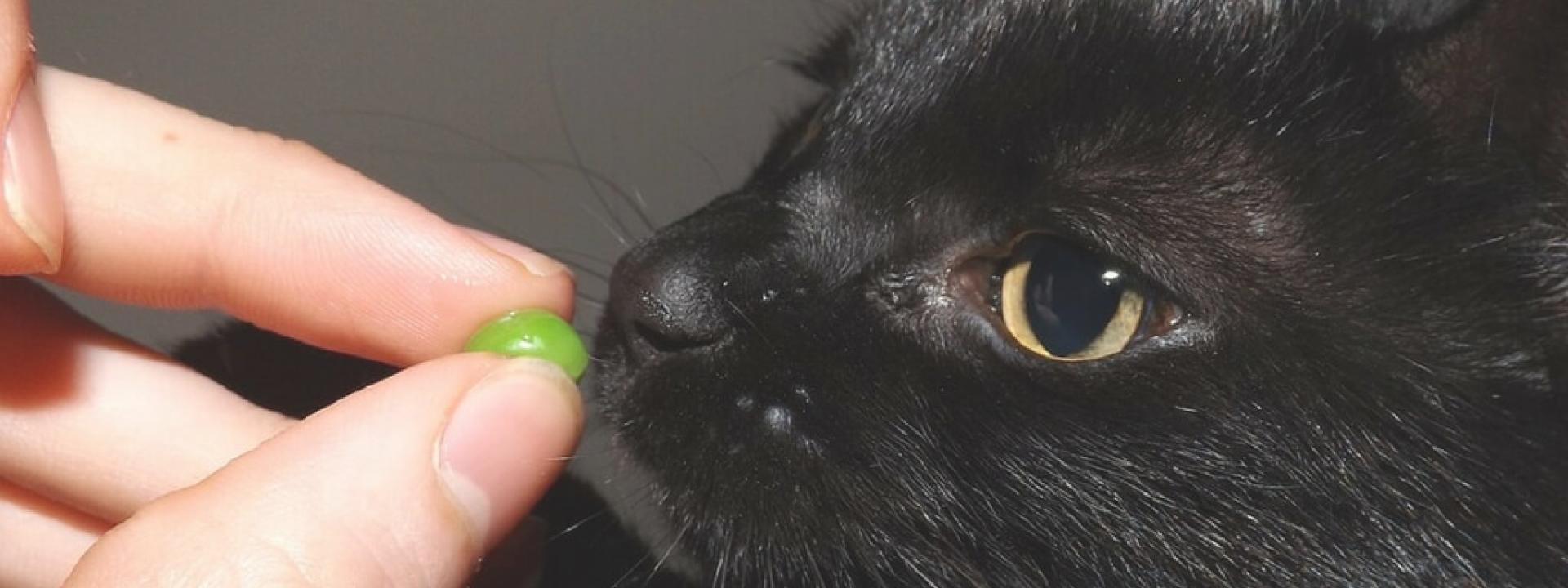 pets-vegetables-header.jpg