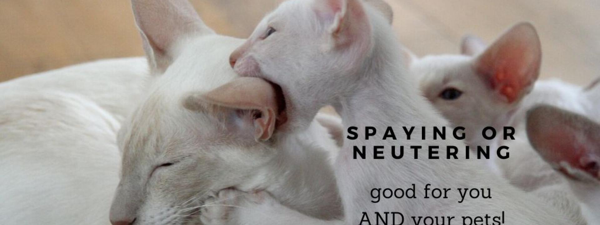 spay-neuter-benefits-blog-header.jpg