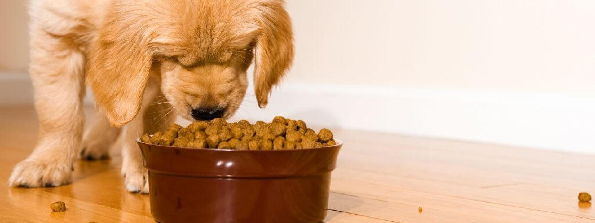 A dog eating out of a food bowl.