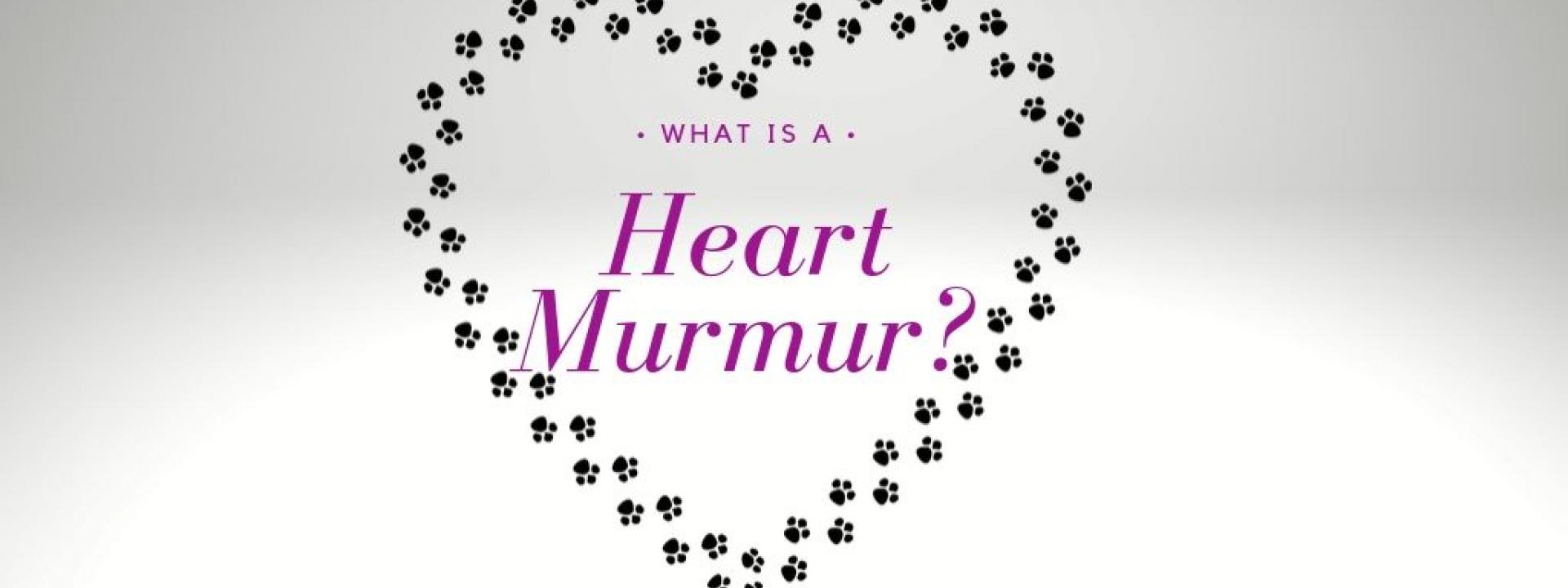 what-is-a-heart-murmur-blog-header.jpg